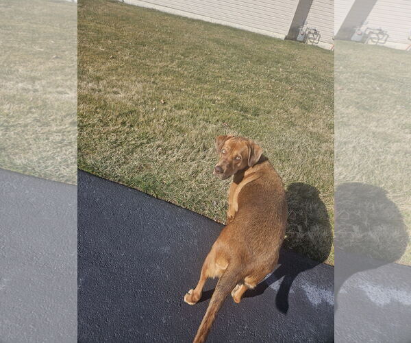 Medium Photo #2 Labrador Retriever-Unknown Mix Puppy For Sale in COLUMBIA, MD, USA