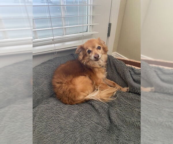 Medium Photo #2 Pomeranian-Unknown Mix Puppy For Sale in Sandy, UT, USA