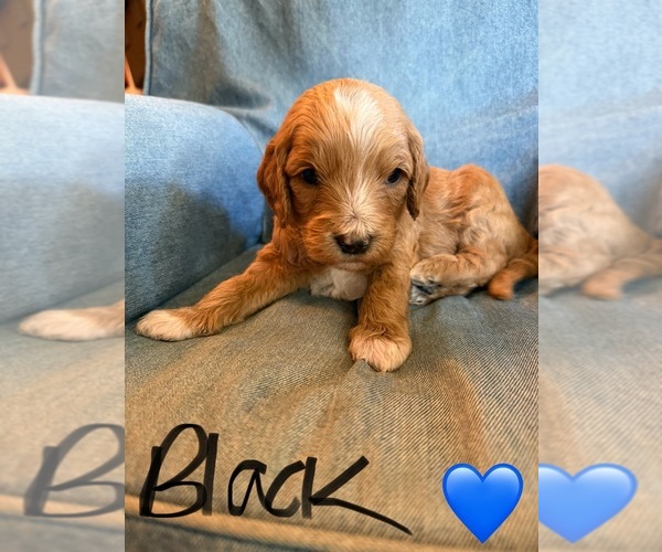 Medium Photo #2 Goldendoodle (Miniature) Puppy For Sale in NEWPORT, MN, USA