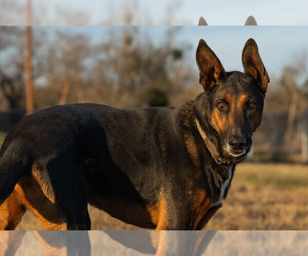 Medium Photo #2 German Shepherd Dog Puppy For Sale in Devine, TX, USA