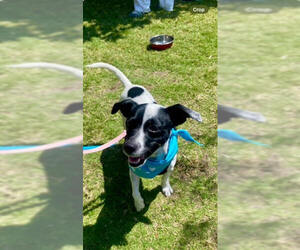Jack-Rat Terrier Dogs for adoption in Newport Beach, CA, USA