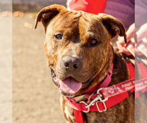 Mutt Dogs for adoption in Canton, CT, USA