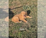 Puppy black Golden Retriever