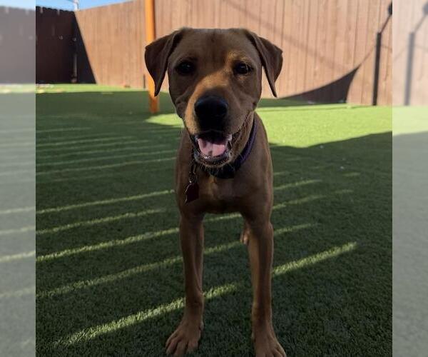 Medium Photo #3 Labrador Retriever-Unknown Mix Puppy For Sale in San Diego, CA, USA