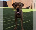 Small #2 Labrador Retriever Mix