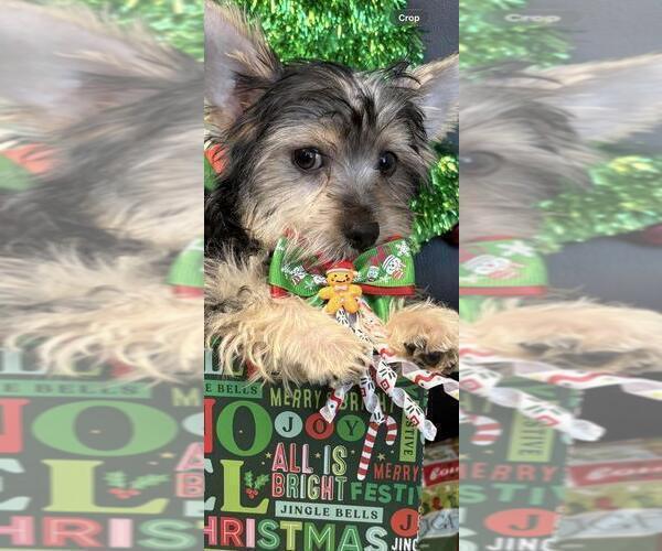 Medium Photo #2 Yorkshire Terrier Puppy For Sale in GREENWOOD, IN, USA