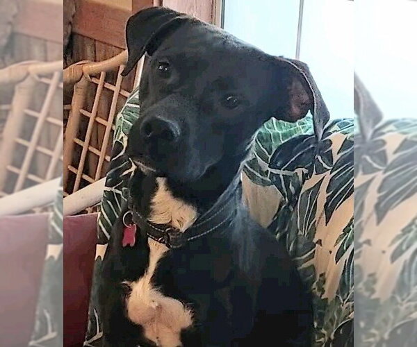 Medium Photo #1 Labrador Retriever-Unknown Mix Puppy For Sale in Boston, MA, USA