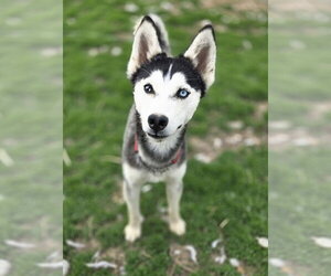 Steely - Male Siberian Husky Dog for Adoption - Photo #3