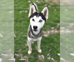 Small #2 Siberian Husky