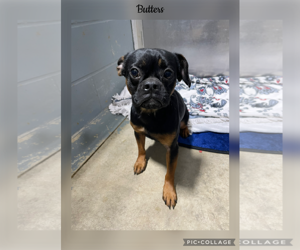 Medium Photo #1 Brussels Griffon-French Bulldog Mix Puppy For Sale in Kewanee, IL, USA