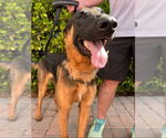 Small #15 German Shepherd Dog Mix
