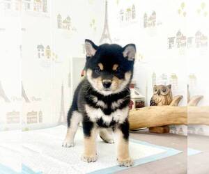 Shiba Inu Puppy for Sale in LOS ANGELES, California USA