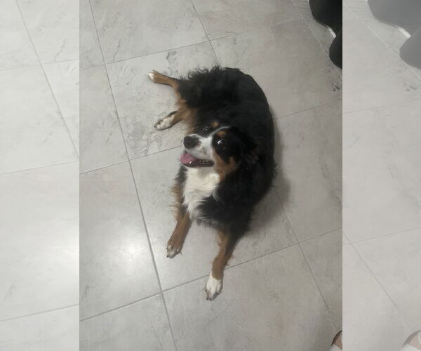 Medium Photo #1 Australian Shepherd Puppy For Sale in Miami, FL, USA