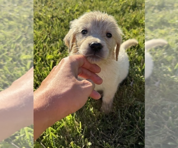 Medium Photo #3 Golden Retriever Puppy For Sale in TOLEDO, OH, USA