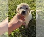 Small #2 Golden Retriever