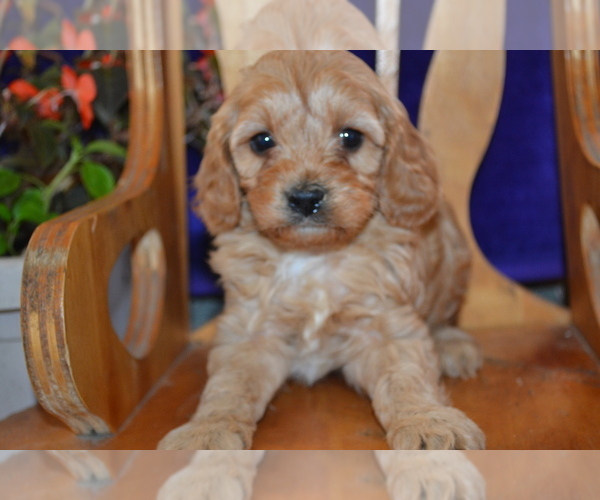 Medium Photo #24 Cavapoo Puppy For Sale in GREENWOOD, WI, USA