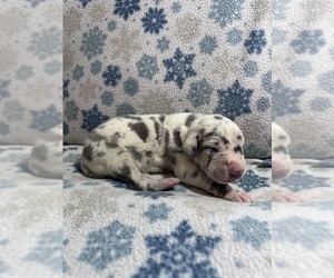 Great Dane Puppy for sale in HORICON, WI, USA