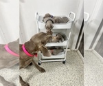 Small Photo #2 Weimaraner Puppy For Sale in ARCHER, WY, USA