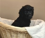 Small Photo #1 Poodle (Standard) Puppy For Sale in STATHAM, GA, USA
