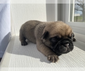 Pug Puppy for sale in SULLIVAN, IL, USA