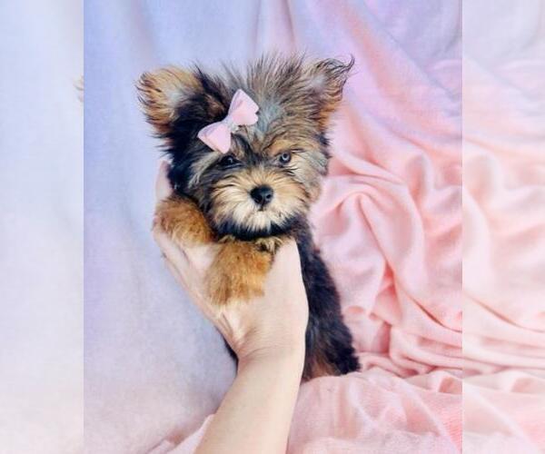 Medium Photo #19 Yorkshire Terrier Puppy For Sale in PEMBROKE PINES, FL, USA