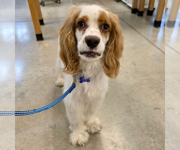 Medium Photo #3 Cocker Spaniel Puppy For Sale in Batavia, OH, USA