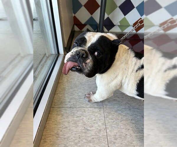 Medium Photo #1 Bulldog-Unknown Mix Puppy For Sale in Plano, TX, USA