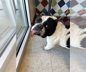 Bulldog-Unknown Mix Dogs for adoption in Plano, TX, USA