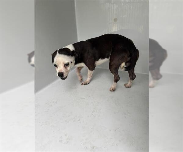 Medium Photo #1 Chihuahua-Unknown Mix Puppy For Sale in Houston, TX, USA