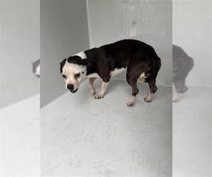 Chihuahua-Unknown Mix Dogs for adoption in Houston, TX, USA
