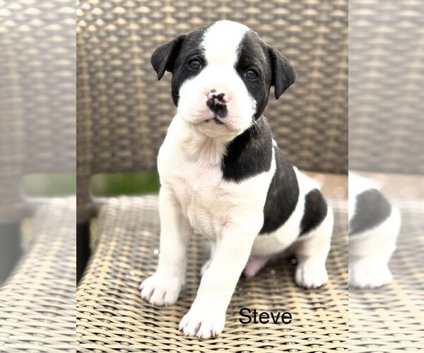 Medium Photo #3 Bullboxer Pit Puppy For Sale in Rockaway, NJ, USA