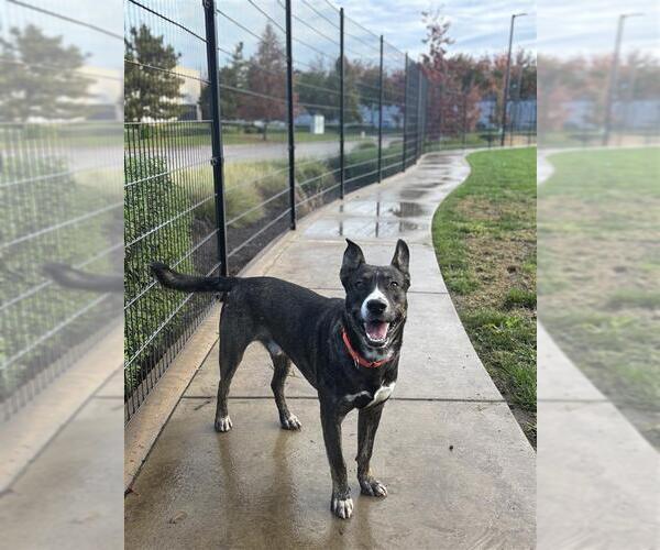 Medium Photo #2 German Shepherd Dog-Unknown Mix Puppy For Sale in Elk Grove, CA, USA