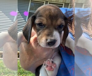 Beagle Puppy for sale in MINERAL POINT, WI, USA