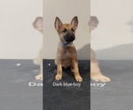Puppy Dark Blue Malinois