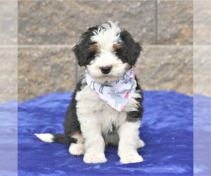 Bernedoodle-Poodle (Miniature) Mix Puppy for sale in EAST EARL, PA, USA