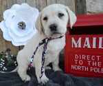 Small Photo #7 Labrador Retriever Puppy For Sale in HONEY BROOK, PA, USA