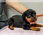 Small Photo #13 Rottweiler Puppy For Sale in ESTILL SPRINGS, TN, USA
