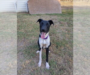 Howdy - Male Mutt Dog for Adoption - Photo #2