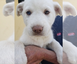 Anatolian Shepherd-Siberian Husky Mix Dog for Adoption in WATERFORD, California USA