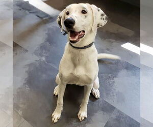 Dalmatian-Pointer Mix Dogs for adoption in Batavia, OH, USA
