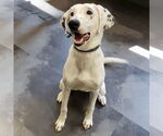 Small Dalmatian-Pointer Mix