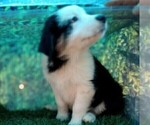 Small Photo #15 Australian Shepherd Puppy For Sale in SYLVA, NC, USA
