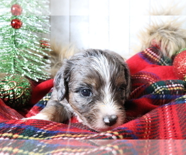 Medium Photo #192 Aussiedoodle Miniature  Puppy For Sale in STAFFORD, VA, USA