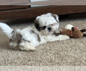 Shih Tzu Puppy for sale in SILEX, MO, USA