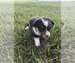 Pembroke Welsh Corgi Puppy for sale in ARTHUR, IL, USA