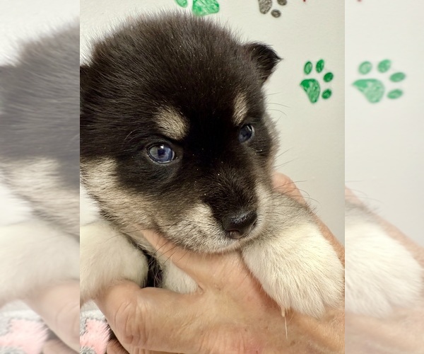 Medium Photo #2 Pomsky-Shiba Inu Mix Puppy For Sale in NASHUA, NH, USA
