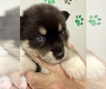 Small #1 Pomsky-Shiba Inu Mix