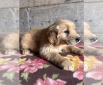 Small #4 Golden Retriever