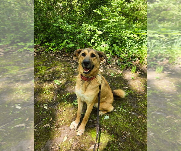 Medium Photo #2 Mutt Puppy For Sale in Linton, IN, USA