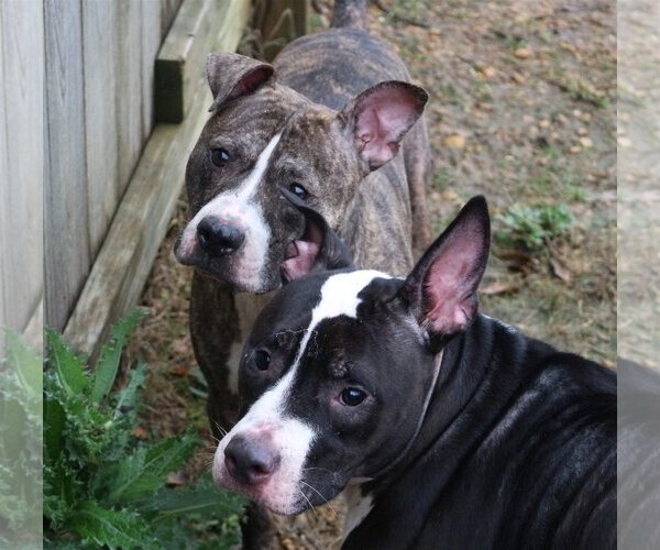 Medium Photo #3 American Bulldog-Unknown Mix Puppy For Sale in Jackson, MS, USA